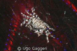 Crab on a sea urchin. Lembeh Streit. by Ugo Gaggeri 